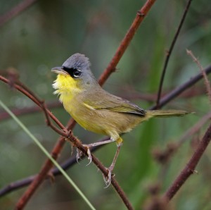 Gray-crowned Yellowthroat     